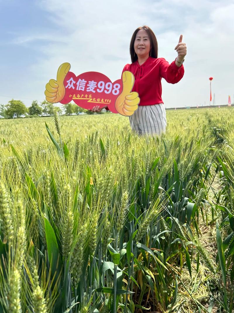 安徽省产量高的麦种有哪些？众信麦998等品种表现突出